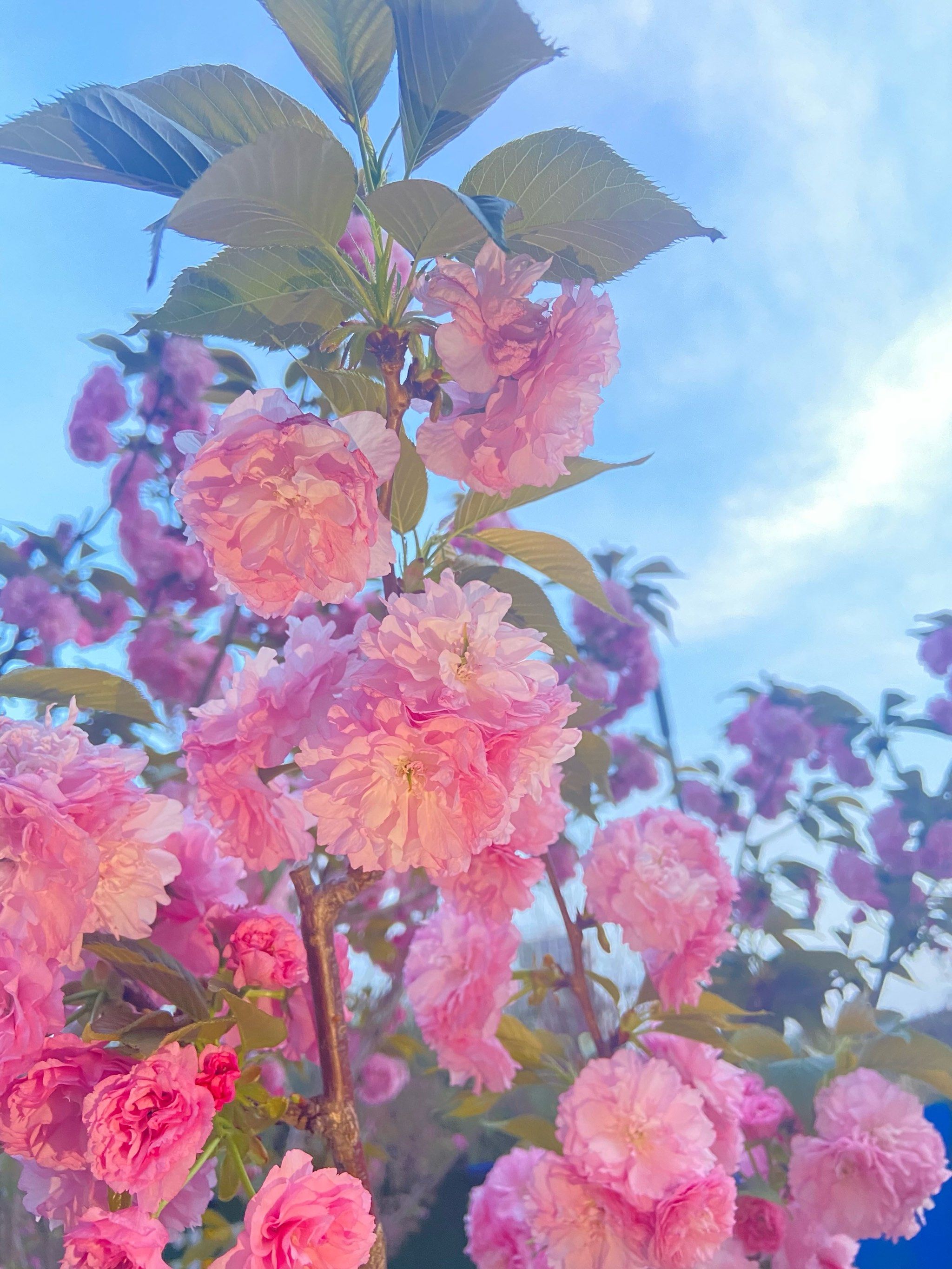 马路边边的花花