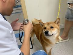 -喜多萌中农锦绣动物医院24H·猫科·牙科MRI·CT