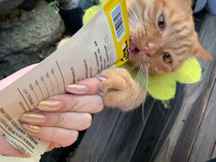 -喵屿·大理花园猫咖