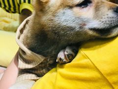 -逗柴咖啡屋·狗咖猫咖宠物桌游