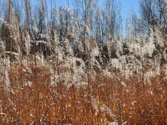 -野鸭湖国家湿地公园
