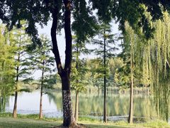 -贡湖湾湿地公园