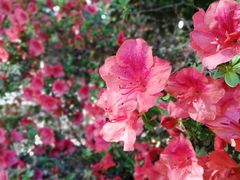 -墨尔本皇家植物园