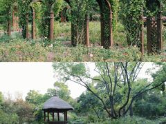 -上海滨江森林公园