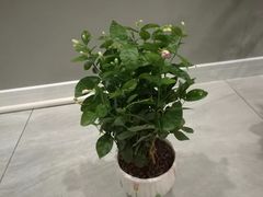 -迈格笙SPA·影院式足道·采耳(金桥店)