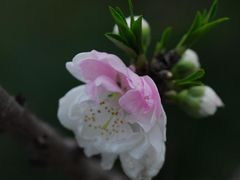 -南汇桃花村