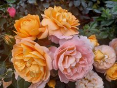 -人民公园(罗湖区)