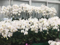 -龙大花卉苗木市场