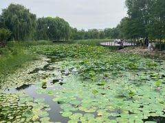 -北龙湖湿地公园