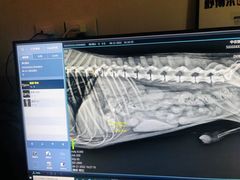 -喜多萌中农锦绣动物医院24H·猫科·牙科MRI·CT