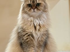 -滚猫咖啡·猫咖·猫友好撸猫(未来城店)