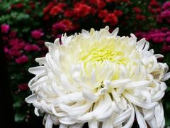 -菊花台公园