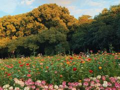 -上海共青森林公园