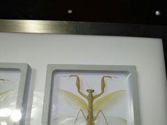 -上海昆虫博物馆