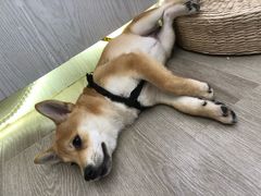 -浣熊柯尔鸭土拨鼠·电玩咖