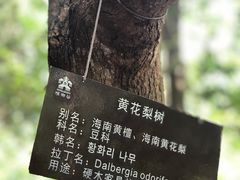 -海南槟榔谷黎苗文化旅游区
