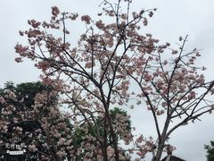 -天适樱花悠乐园