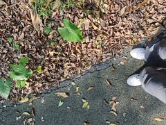 -南宁良凤江国家森林公园