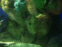 -瑞普利水族馆
