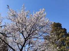 -香山公园