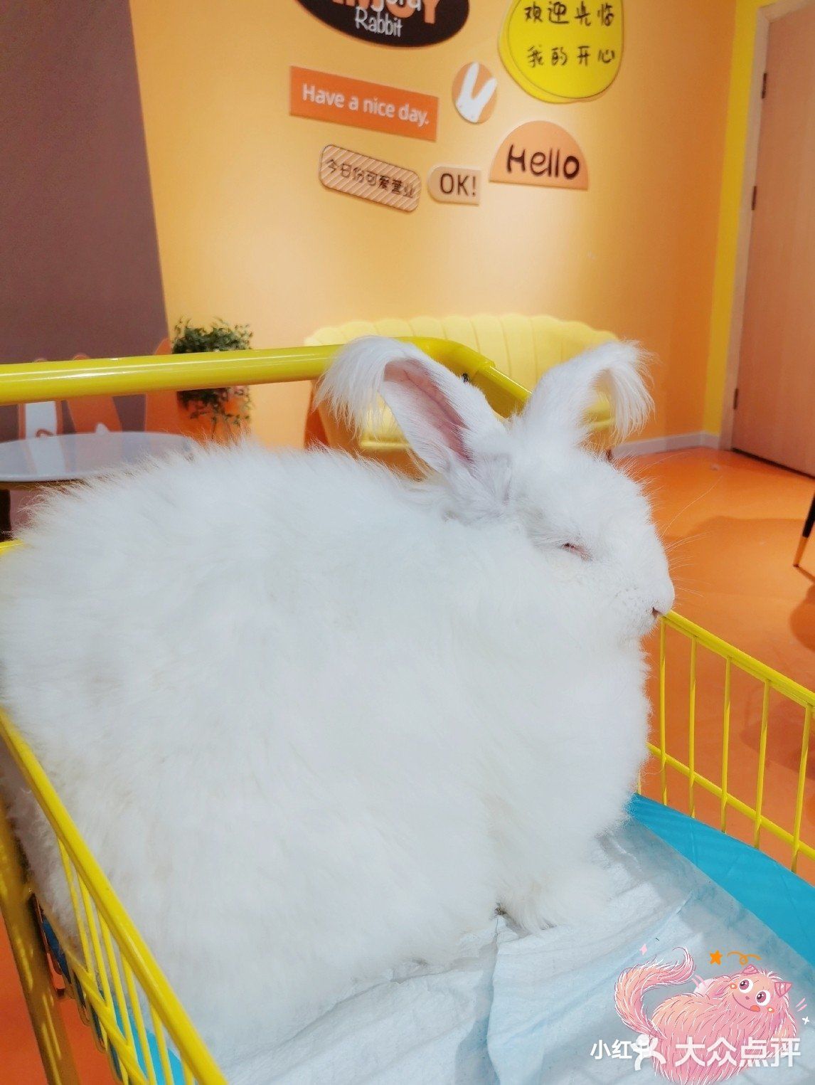 厦门探店‖兔兔浣熊小香猪三大萌宠等你来撸