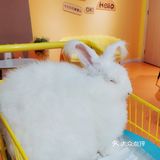 厦门探店‖兔兔浣熊小香猪三大萌宠等你来撸