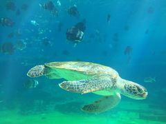 -瑞德姆美人鱼海底演艺主题餐厅(亚龙湾店)