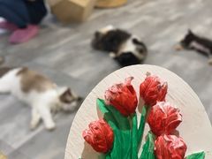 -楼上猫咖(罗湖店)