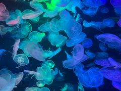 -合肥海洋世界
