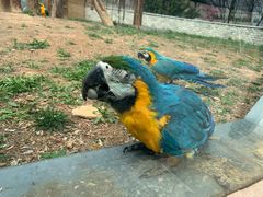 -石家庄市动物园