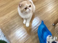 -滚猫咖啡·猫咖·猫友好撸猫(未来城店)