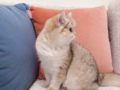 -猫大福·Fortune Cat猫舍(百子湾店)