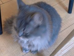 -Let's go狗咖·猫咖·奶狗·桌游(春熙路IFS店)