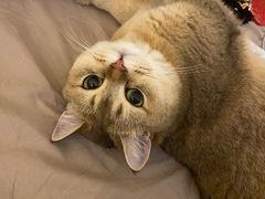 -东方名猫馆·英短金渐层布偶猫舍(环线广场1号楼店)