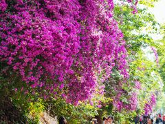 -云南师范大学(一二一西南联大校区)