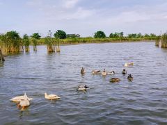 -盐城丹顶鹤湿地生态旅游区