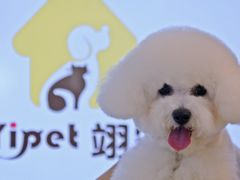 -翊宠yipet猫狗购宠庄园