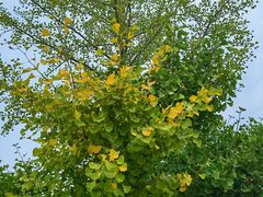 -北京西山国家森林公园