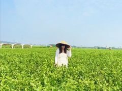 -中华茉莉园