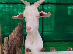 -史努比缤纷世界