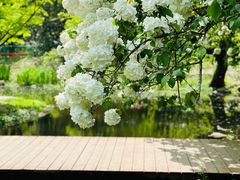 -上海共青森林公园