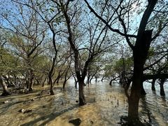 -宝安西湾红树林湿地公园