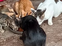 -南宁良凤江国家森林公园