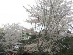 -西安青龙寺遗址景区