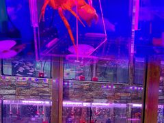 -大自然花鸟鱼虫市场