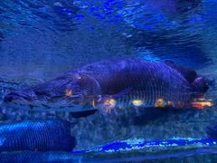 -成都浩海立方海洋公园