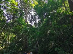 -西双版纳原始森林公园
