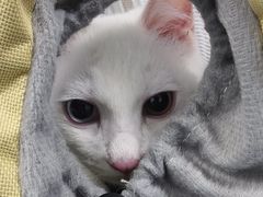 -纳吉亚猫专科动物诊疗中心(蒋宅口分院)