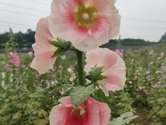 -紫颐香薰山谷景区