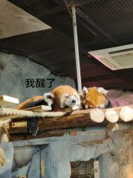 -Zoolung Zoolung动物主题公园(海信广场店)